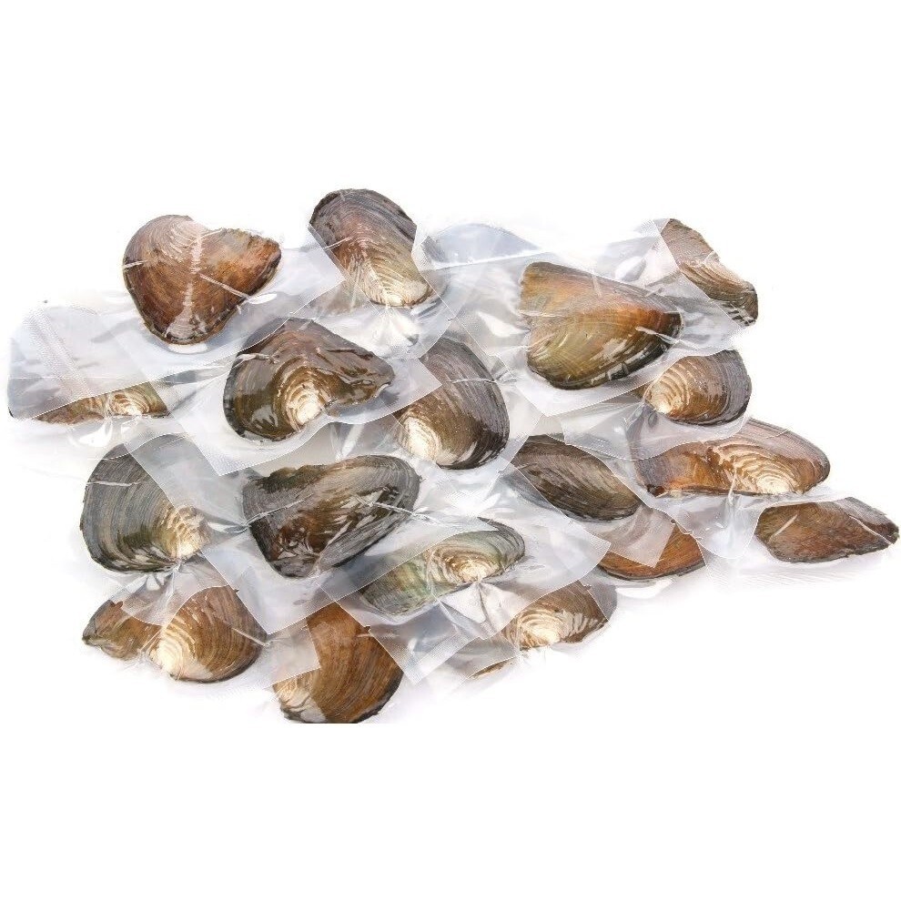 50PACK Oysters Breeding Real Pearl Freshwater Pearl For Mom 7-8mm Vacuum