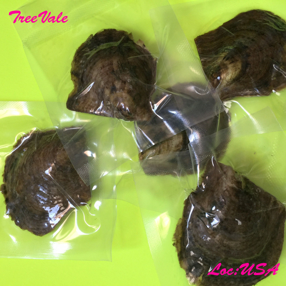 Four Akoya Oysters with LARGE Pearls – Individually Wrapped