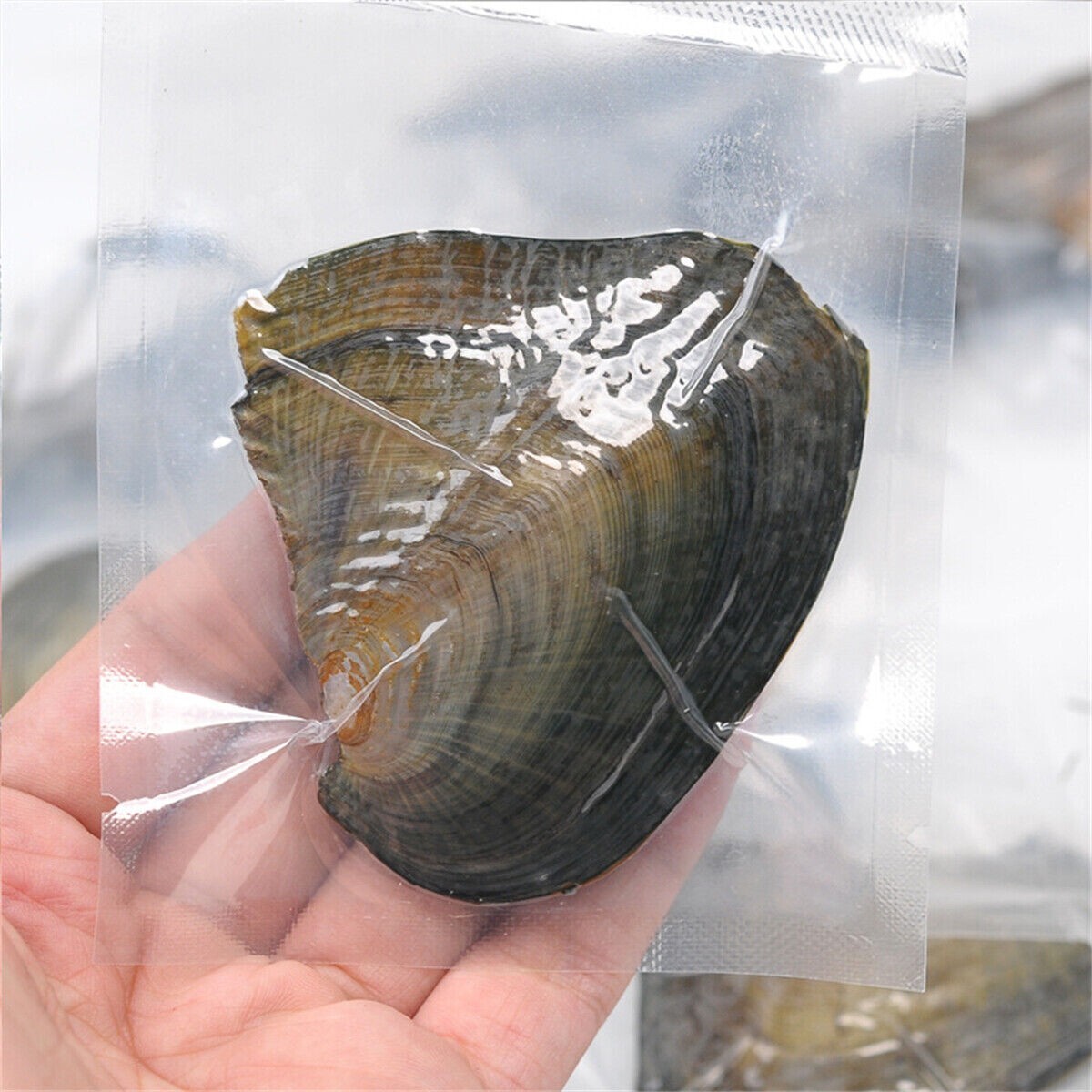 50PCS Akoya Oysters Natural Real Pearl Freshwater Pearl Gfit 7-8mm Vacuum Pack